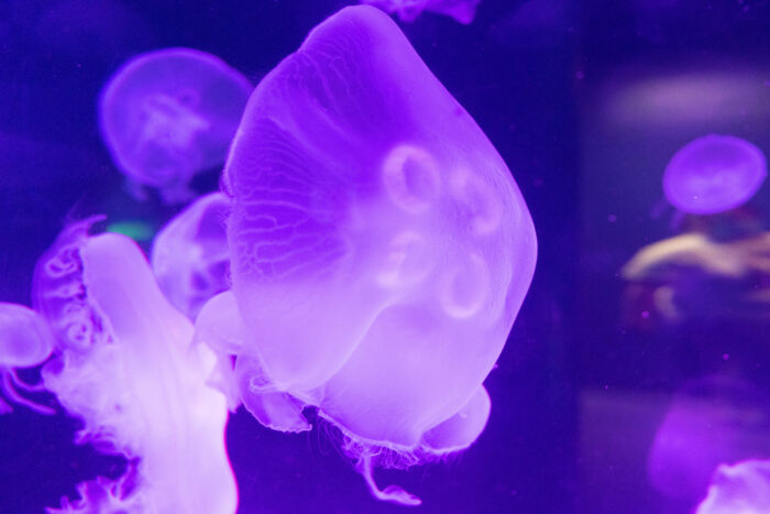 Things to do on a Weekend Getaway to Chattanooga, TN - Tennessee aquarium purple Jellyfish