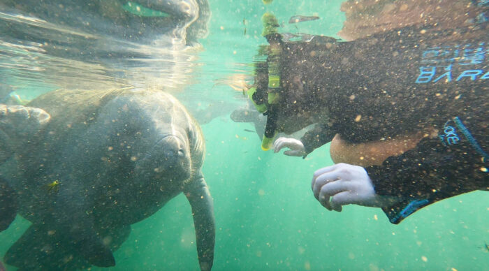 Crystal River Florida swim with manatees snorkeling tour